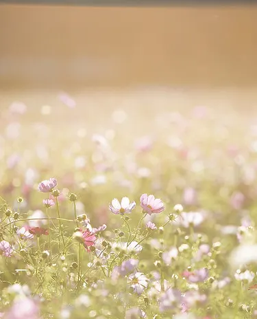 Field of Flowers